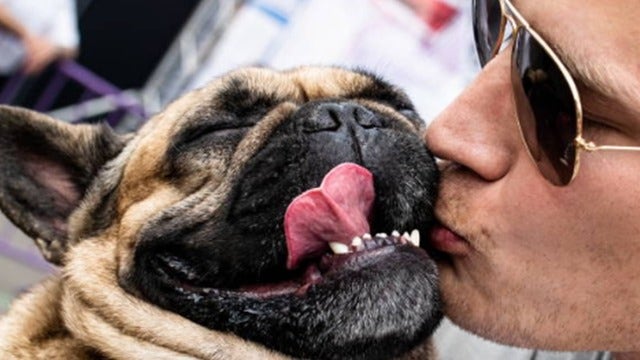 Dog owners would rather kiss a dog than their human partner, survey suggests