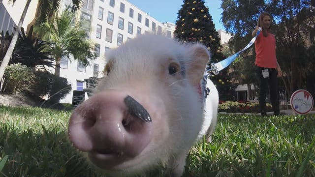 Therapy pigs bring joy to patients at TGH