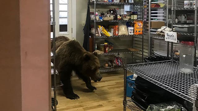 Alaska bear put down after breaking into fishing lodge in search of dinner
