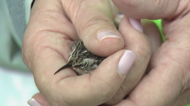 Birds in danger: How one group is working to change Chicago's landscape