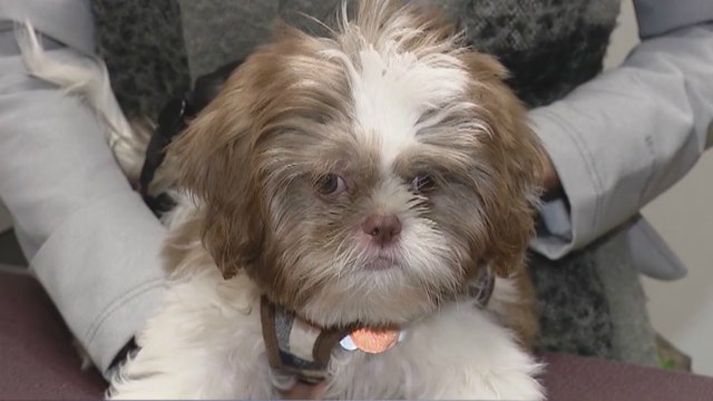 Local vet concerned about potential for dog flu outbreak