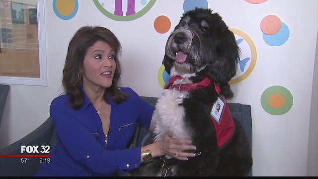 Volunteering and therapy dogs make life easier, less stressful