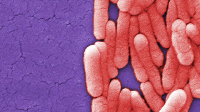 Salmonella outbreak linked to Chicago grocery store