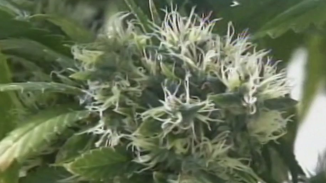 ADHS: More women using medical marijuana to treat pain