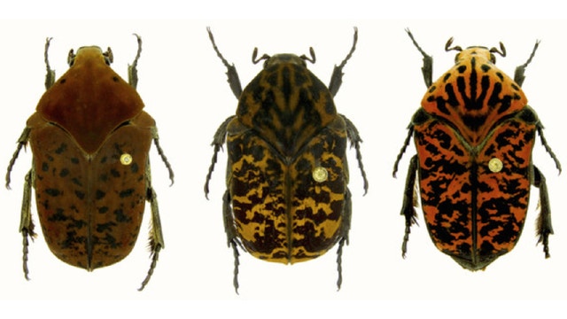 New beetle species named for 'Game of Thrones' dragons
