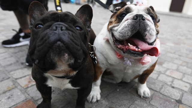 Chicago Animal Care and Control giving away free collars and tags for pets Tuesday