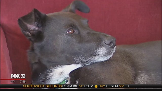 Local pooch sniffing out bed bugs of Chicago