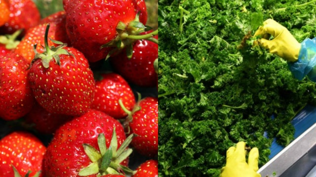 Kale, strawberries, spinach top list as the most contaminated with pesticides
