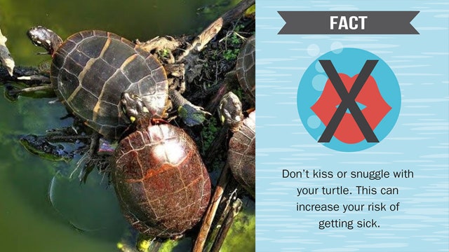 CDC: Don't kiss your turtle; Salmonella outbreak linked to pets