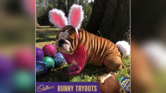 Bulldog from North Carolina named Cadbury's newest 'bunny'