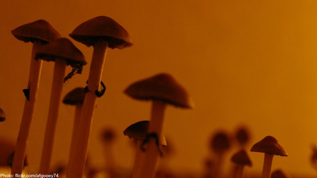 'Magic mushrooms' quickly and easily help cancer patients feel better