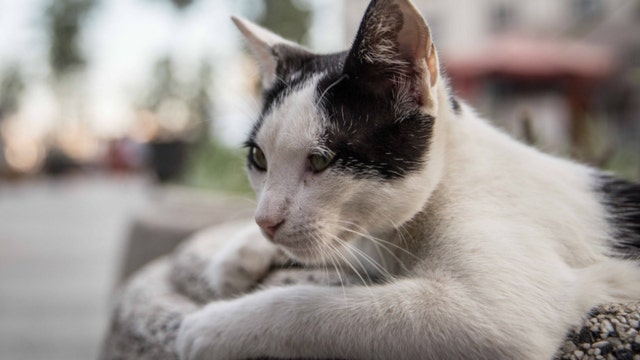 Woman bitten by stray kitten billed by hospital for $48K: ‘My funeral would have been cheaper'