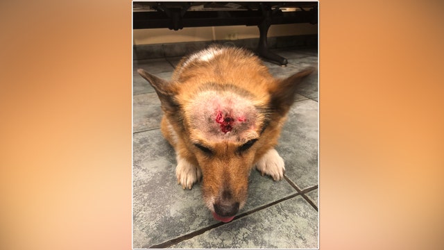 Rabies alert after raccoon attacks dog