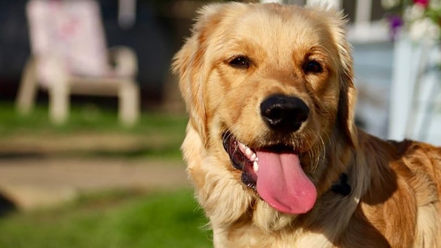 FDA investigating connection between certain dog foods and canine heart disease