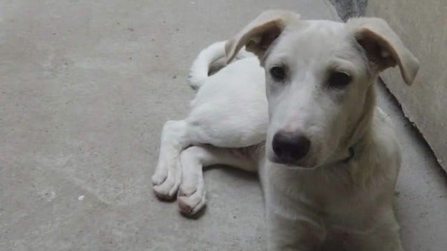 Select canned dog food recalled over vitamin D levels, FDA says