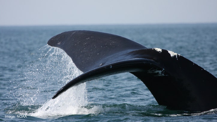 Climate change forcing whales into dangerous shipping lanes - FOX 32 Chicago