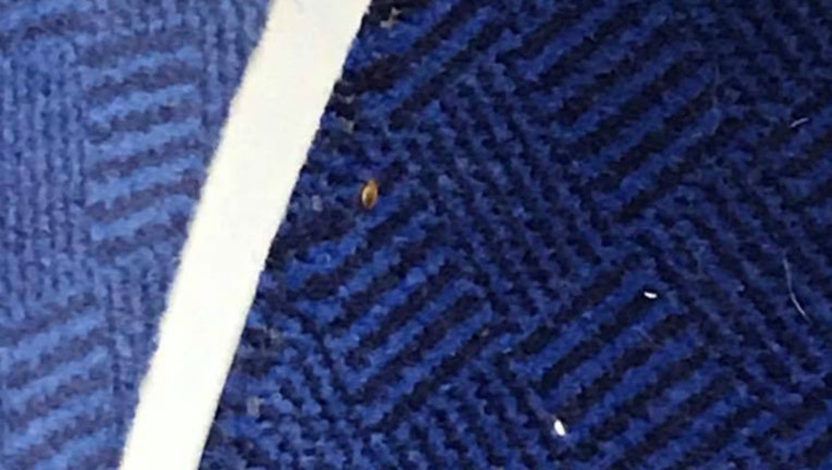 009bcfe4-bed bugs_1481144584685.jpg