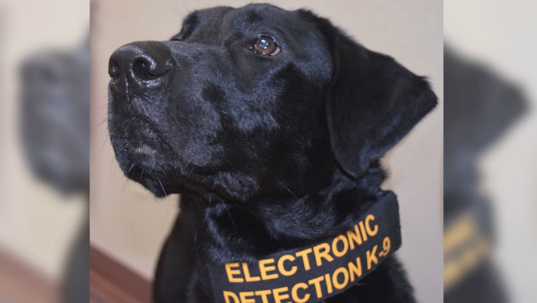 01f0e4a1-porn-dog_1475603730038.jpg