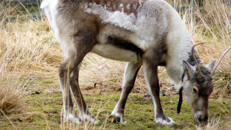 03a035ec-reindeer_1484348936322.png