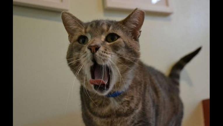 04204005-oscar-cat
