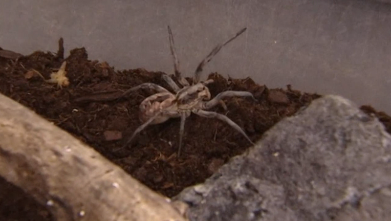 P-WOLF SPIDER OUTBREAK_00.00.47.29_1491522691966-402429-402429.png