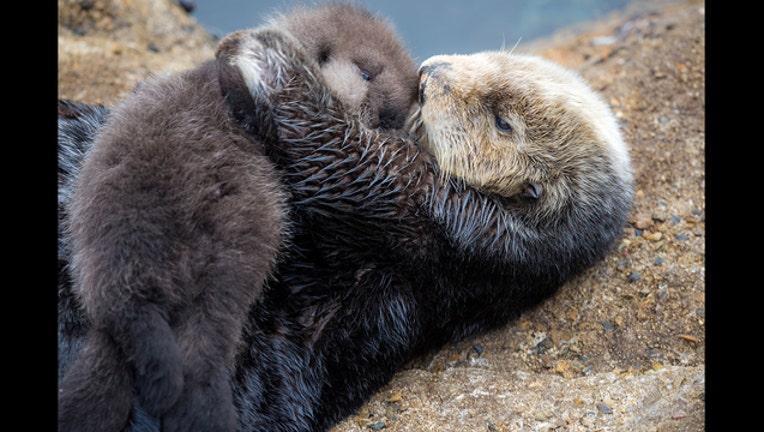 05b0e8be-Sea Otter gives birth to newborn pup in Monterey Bay Aquarium Ti_1450816699610