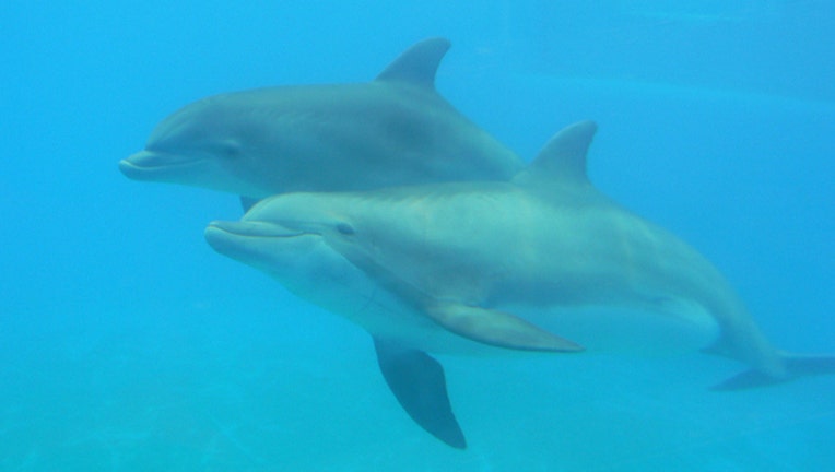 05d735c0-Dolphin stock image from Nick Ares via Flickr