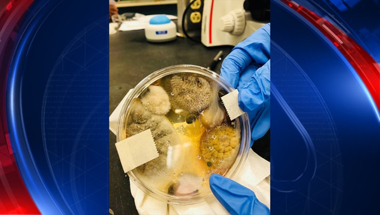 07874e7c-Petri Dish_1518229219026.jpg-408200.jpg