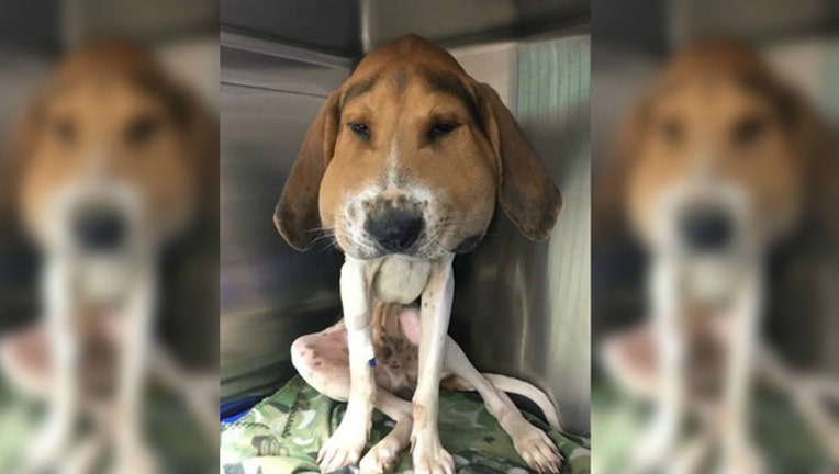 dog head_1478566680343.jpg