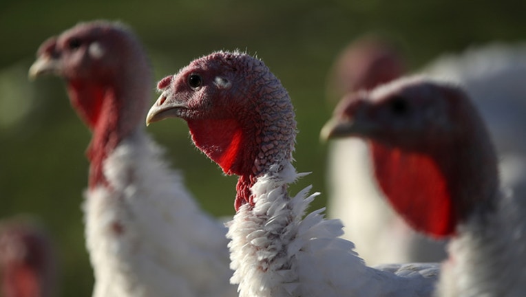 GETTY-Turkey-Thanksgiving_1542374179196.jpg
