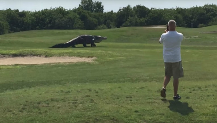 huge-alligator-walk_1464704807107.jpg