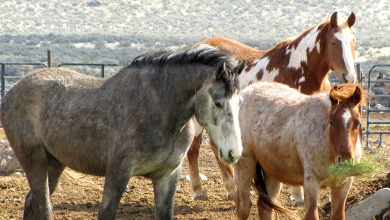 Wild horses image from Bureau of Land Management
