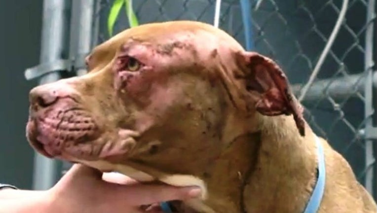 162628aa-sweet potato fry_1471016138137-404959.jpg