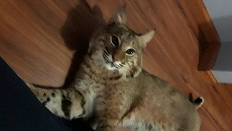 1889d545-Capone the Bobcat