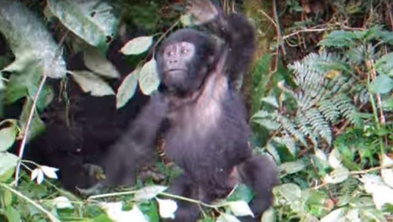 1ba8e1bc-baby-gorilla_1467048488357.JPG