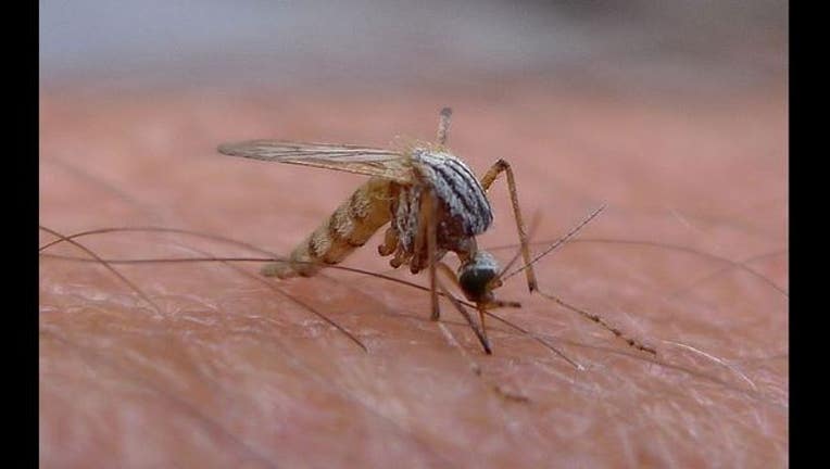 Mosquito