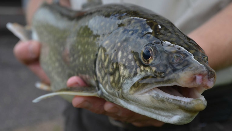 lake-trout_1476445057458.jpg