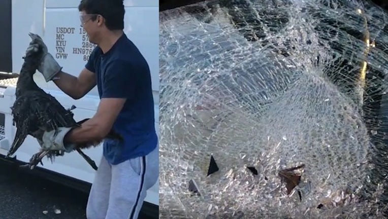 1eacae9b-turkey for web 2_1551549862575.png-402429.jpg