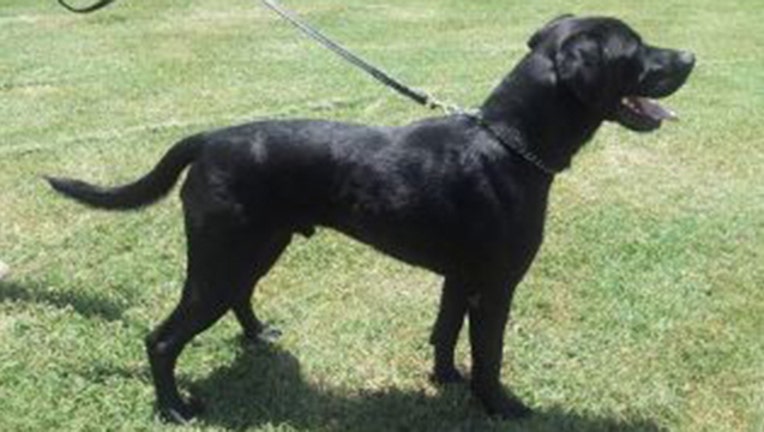AdoptionDogs3_1446503603577_421809_ver1.0_640_360_1446775112233.jpg