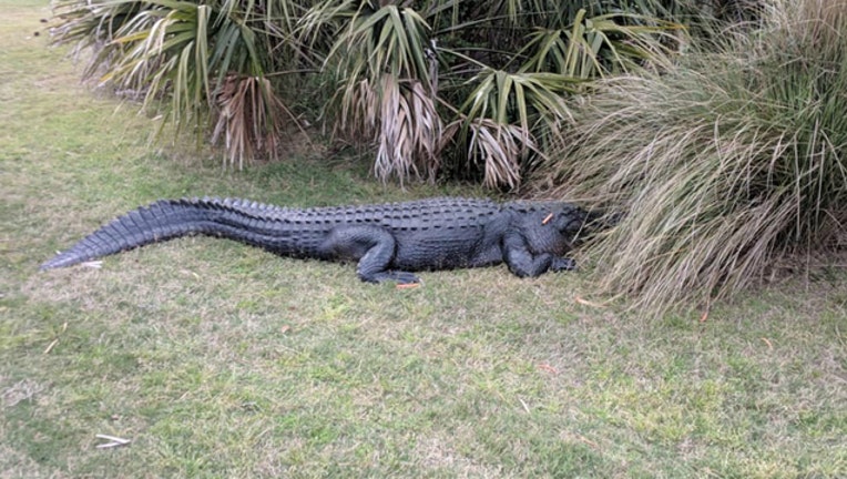 232b4952-This alligator on Fripp Island was harassed by guests