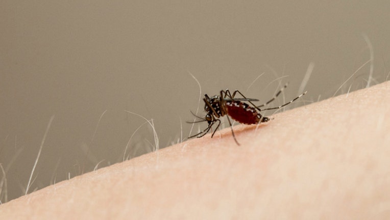 zika-mosquito_1470065991743.jpg