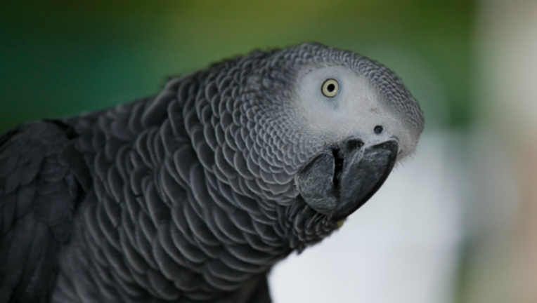 african-gray-parrot_1500558261300.png