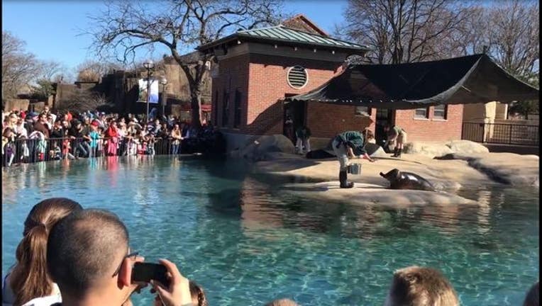 273b8e06-The Lincoln Park Zoo was packed thanks to the record-breaking warmth in Chicago Saturday. Photo Fresco News by Katy Schlake