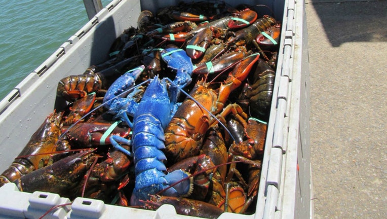 287856bf-blue-lobster_1470930083612.jpg