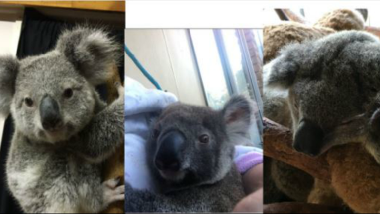2a7b0d1d-Stolen Koalas image from Australian police QPS Media Unit