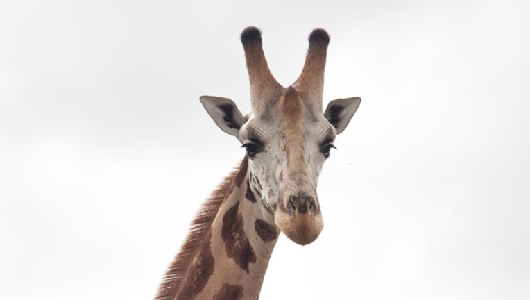 2bc34b4c-Giraffe stock image courtesy John Hilliard via Flickr