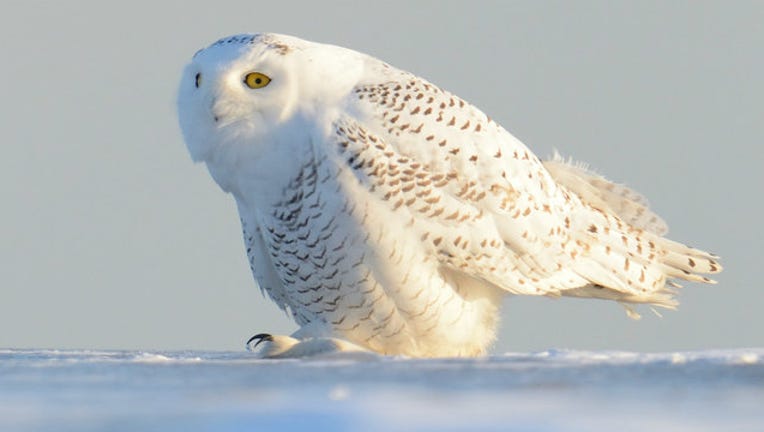 2c16bc3e-snowy-owl_1513948662749.jpg