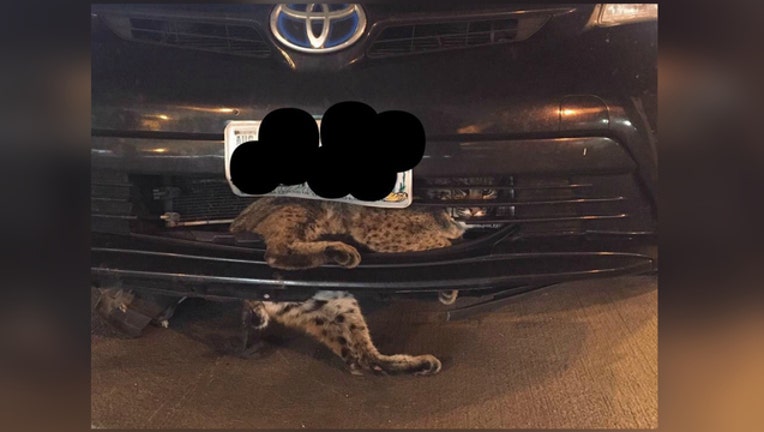 2cab708d-Bobcat trapped in car grill