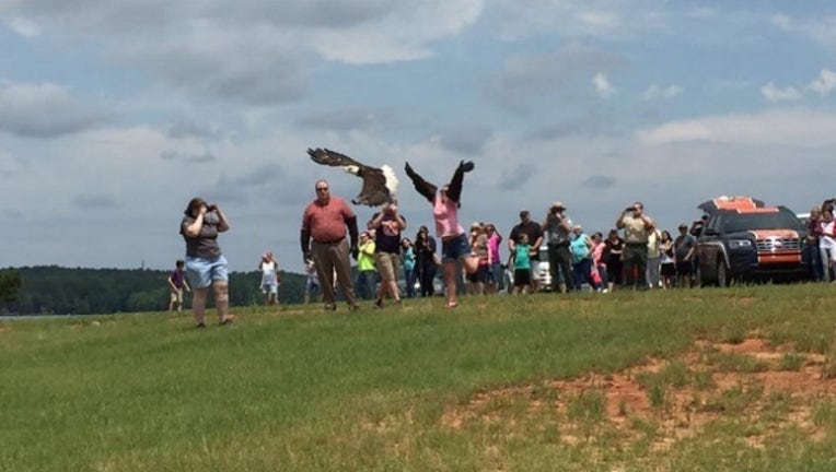 2f5919f9-bald eagle release_Nancy Heard_1495985049433-404959.jpg