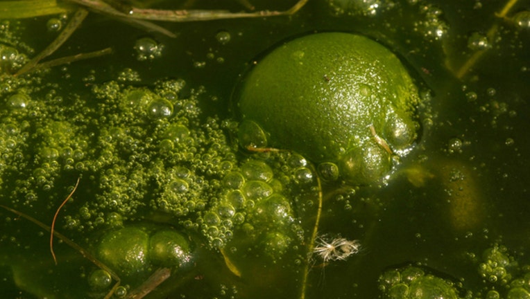 300dc3ce-toxic-lake-algae_1464474982619.jpg